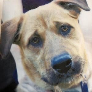 Meet your Posher, Steve